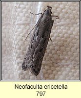 Neofaculta ericetella
