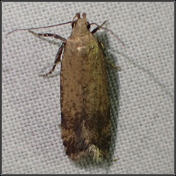 Moths - Pexicopia malvella, Hollyhock Seed Moth