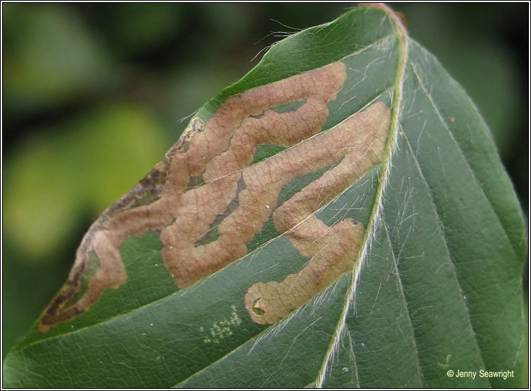 Stigmella hemargyrella