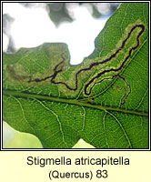 Stigmella atricapitella