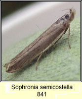 Sophronia semicostella