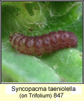 Syncopacma taeniolella
