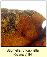 Stigmella ruficapitella