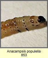 Anacampsis populella
