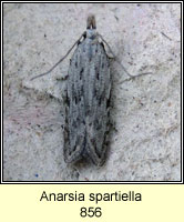 Anarsia spartiella