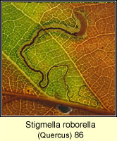 Stigmella roborella