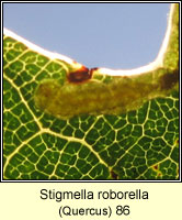 Stigmella roborella