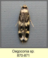 Oegoconia sp