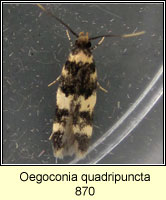 Oegoconia quadripuncta