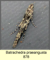 Batrachedra praeangusta