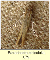 Batrachedra pinicolella