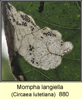 Mompha langiella