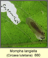 Mompha langiella