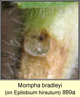 Mompha bradleyi
