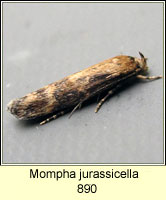 Mompha jurassicella