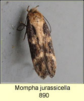 Mompha jurassicella