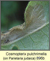 Cosmopterix pulchrimella
