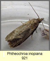 Phtheochroa inopiana