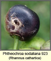 Phtheochroa sodaliana