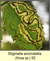Stigmella anomalella (leaf mine)