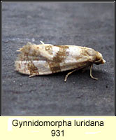 Gynnidomorpha luridana