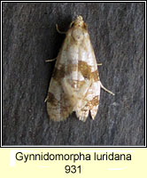 Gynnidomorpha luridana