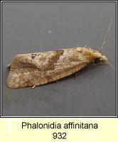 Phalonidia affinitana