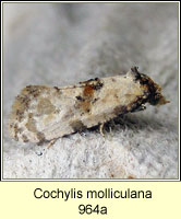 Cochylis molliculana