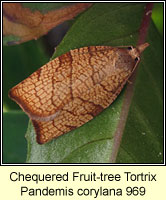 Chequered Fruit-tree Tortrix, Pandemis corylana