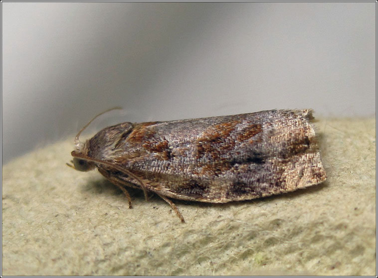 Variegated Golden Tortrix, Archips xylosteana