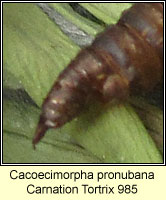 Carnation Tortrix, Cacoecimorpha pronubana