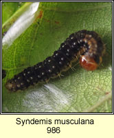 Syndemis musculana