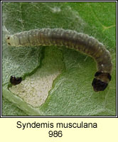 Syndemis musculana