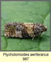 Ptycholomoides aeriferana