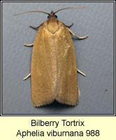 Bilberry Tortrix, Aphelia viburnana