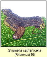 Stigmella catharticella