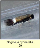 Stigmella hybnerella