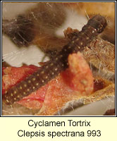 Cyclamen Tortrix, Clepsis spectrana