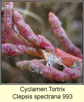 Cyclamen Tortrix, Clepsis spectrana
