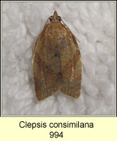 Clepsis consimilana