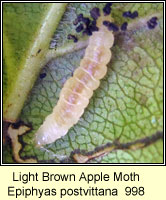 Light Brown Apple Moth, Epiphyas postvittana