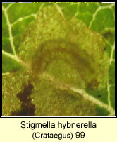 Stigmella hybnerella