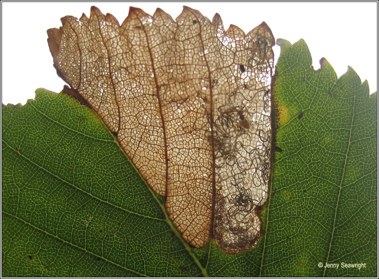 Eriocrania sparrmannella