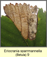 Eriocrania sparrmannella (leaf mine)