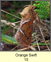 Orange Swift, Hepialus sylvina