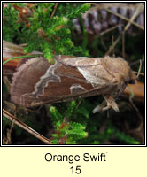 Orange Swift, Hepialus sylvina