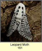 Leopard Moth, Zeuzera pyrina