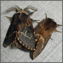 December Moth, Poecilocampa populi