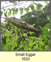 Small Eggar, Eriogaster lanestris