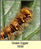 Grass Eggar, Lasiocampa trifolii